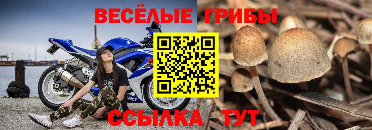 Туапсе  Псилоцибиновые грибы Psilocybine cubensis  Вход с VPN  Галлюциногенные грибы Cubensis 
